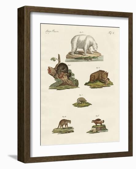 Various Kinds of Bears-null-Framed Giclee Print