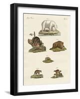 Various Kinds of Bears-null-Framed Giclee Print