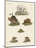 Various Kinds of Bears-null-Mounted Giclee Print