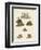 Various Kinds of Bears-null-Framed Premium Giclee Print