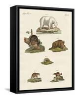 Various Kinds of Bears-null-Framed Stretched Canvas