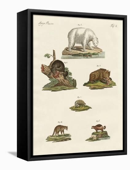 Various Kinds of Bears-null-Framed Stretched Canvas