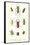 Various Kinds of Beetles-null-Framed Stretched Canvas