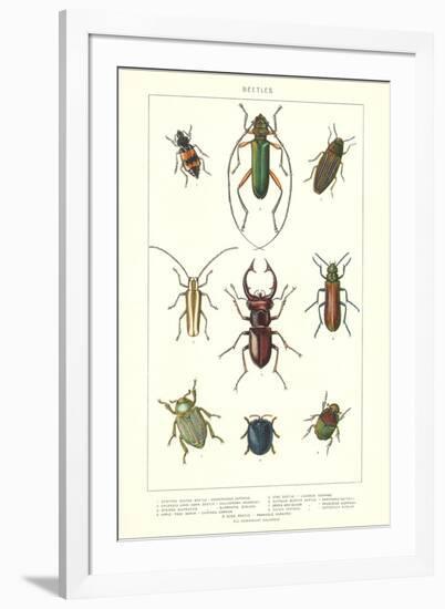 Various Kinds of Beetles-null-Framed Art Print