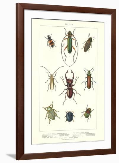 Various Kinds of Beetles-null-Framed Art Print