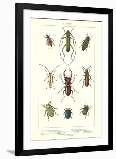 Various Kinds of Beetles-null-Framed Art Print