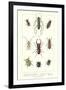 Various Kinds of Beetles-null-Framed Art Print