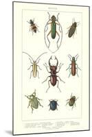 Various Kinds of Beetles-null-Mounted Art Print