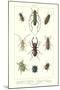 Various Kinds of Beetles-null-Mounted Art Print