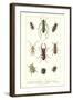 Various Kinds of Beetles-null-Framed Art Print