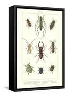 Various Kinds of Beetles-null-Framed Stretched Canvas