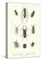 Various Kinds of Beetles-null-Stretched Canvas