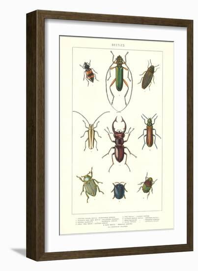 Various Kinds of Beetles-null-Framed Art Print
