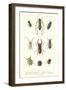 Various Kinds of Beetles-null-Framed Art Print