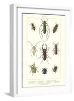 Various Kinds of Beetles-null-Framed Art Print