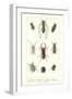 Various Kinds of Beetles-null-Framed Art Print