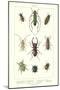 Various Kinds of Beetles-null-Mounted Art Print