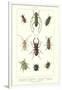 Various Kinds of Beetles-null-Framed Art Print