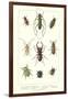 Various Kinds of Beetles-null-Framed Art Print