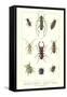 Various Kinds of Beetles-null-Framed Stretched Canvas