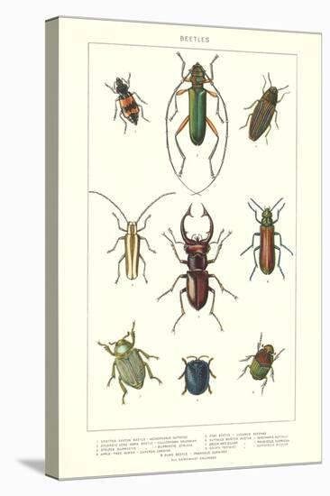 Various Kinds of Beetles-null-Stretched Canvas