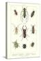 Various Kinds of Beetles-null-Stretched Canvas