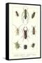 Various Kinds of Beetles-null-Framed Stretched Canvas
