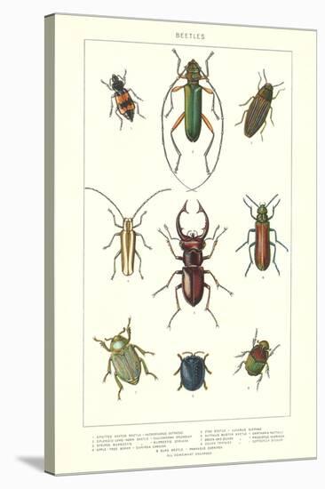 Various Kinds of Beetles-null-Stretched Canvas