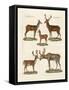 Various Kinds of Deer-null-Framed Stretched Canvas