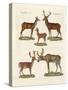 Various Kinds of Deer-null-Stretched Canvas