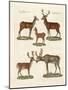 Various Kinds of Deer-null-Mounted Giclee Print