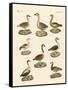 Various Kinds of Geese-null-Framed Stretched Canvas