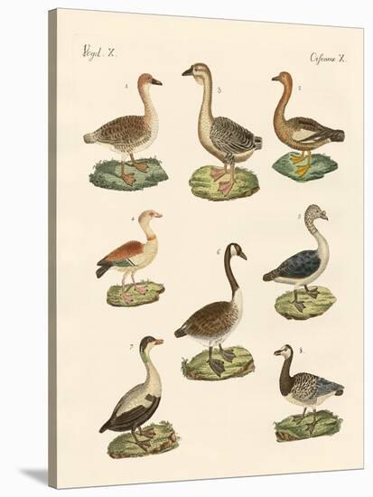 Various Kinds of Geese-null-Stretched Canvas