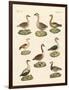 Various Kinds of Geese-null-Framed Giclee Print