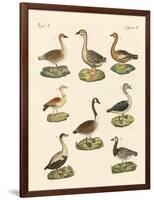 Various Kinds of Geese-null-Framed Giclee Print