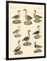 Various Kinds of Geese-null-Framed Giclee Print