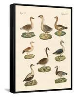 Various Kinds of Geese-null-Framed Stretched Canvas