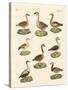 Various Kinds of Geese-null-Stretched Canvas