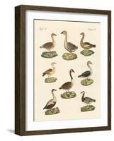 Various Kinds of Geese-null-Framed Giclee Print