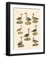 Various Kinds of Geese-null-Framed Giclee Print