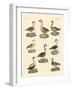 Various Kinds of Geese-null-Framed Giclee Print