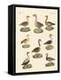 Various Kinds of Geese-null-Framed Stretched Canvas