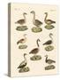 Various Kinds of Geese-null-Stretched Canvas