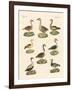 Various Kinds of Geese-null-Framed Giclee Print