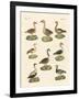 Various Kinds of Geese-null-Framed Giclee Print