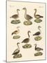 Various Kinds of Geese-null-Mounted Giclee Print