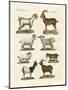 Various Kinds of Goats and Bucks-null-Mounted Premium Giclee Print
