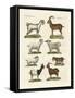 Various Kinds of Goats and Bucks-null-Framed Stretched Canvas