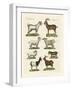 Various Kinds of Goats and Bucks-null-Framed Giclee Print