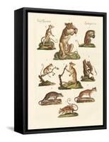 Various Kinds of Marsupials-null-Framed Stretched Canvas